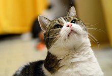 Katze - Foto: Caroline Seidel