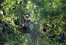 Rotschenklige Kleideraffen - Carola Frentzen/dpa