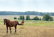 Pferde - Foto: Soeren Stache/Illustration