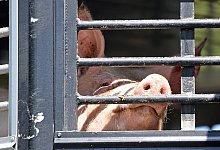 Schwein - Foto: Hendrik Schmidt/dpa-Zentralbild/dpa
