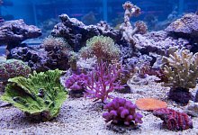 Korallen - Foto: Stefan Sauer