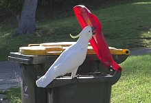 Ein australischer Gelbhaubenkakadu &ouml;ffnet mit seinem Schnabel eine M&uuml;lltonne. - B. Klump/Max-Planck-Institut f&uuml;r Verhaltensbiologie/dpa
