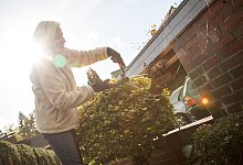 Ein Mann schneidet eine Hecke. - Christin Klose/dpa-tmn