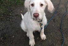 Hund - Polizei Lippe