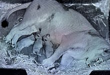 L&ouml;wenbabys im K&ouml;lner Zoo geboren - K&ouml;lner Zoo/dpa