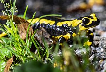 Feuersalamander - Foto: Boris Roessler/dpa