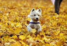 Ein kleiner Hund rennt durch Herbstlaub - Foto: Daniel Karmann/dpa/dpa-tmn