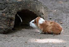 Meerschweinchen - Foto: Andrea Warnecke/dpa-tmn