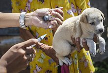 Hund in Indonesien - Foto: dpa