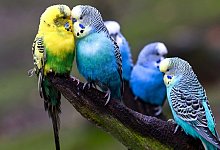 Wellensittiche sitzen in einer Voliere - Jens Kalaene/dpa/dpa-tmn