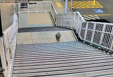 Koala besucht Bahnhof bei Sydney - -/Transport for NSW via AAP /dpa