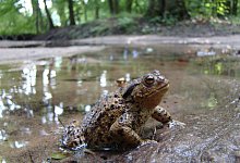 kroete - Gemeinde Schlangen