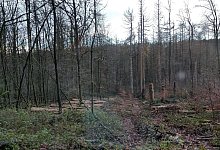 stadtwald - Gr&uuml;ne