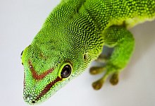 Gecko im Tierheim - Foto: Christian Charisius/dpa