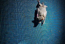 Fledermausnacht - Alina Schmidt/dpa