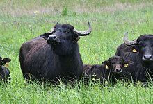 Wasserb&uuml;ffel - Bernd Settnik/dpa