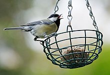V&ouml;gel beobachten - Foto: Oliver Berg/dpa