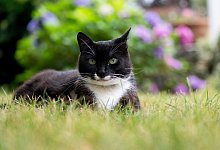 Katze - Franziska Gabbert/dpa