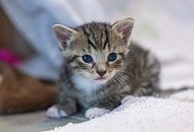 Katzen - Monika Skolimowska/dpa/Symbolbild