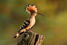 Wiedehopf ist &laquo;Vogel des Jahres&raquo; 2022 - Foto: Torsten Beuster/dpa