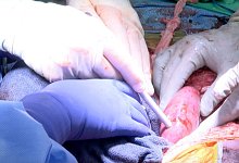 Xenotransplantation - Foto: Dr. Jayme Locke/UAB News/dpa