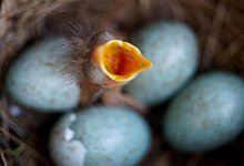 Die Eier der Amsel - Foto: Arne Dedert