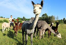 Alpaka-Babys - Sandra Castrup