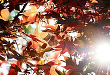 Sonnenschein im Herbst - Caroline Seidel/dpa