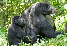 Berggorillas in Uganda - Martha Robbins/EurekAlert/dpa