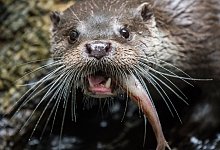 Fischotter - Foto: Silas Stein/dpa