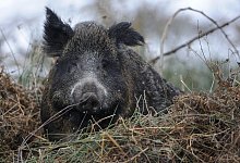 Wildschwein - Archivfoto: LZ