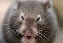 Hamster-Pflege - Foto: Caroline Seidel/dpa-tmn