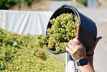 Lese der frühen Weinsorten für Federweißen beginnt - Heiko Becker/dpa