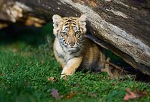 Tigerbaby - Thomas Frey/dpa