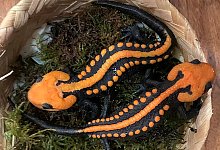 Krokodilmolch - Prof. Dr. Tao Thien Nguyen/-/dpa