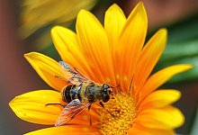 Schwebfliege im Garten - Foto: Karl-Josef Hildenbrand/dpa-tmn