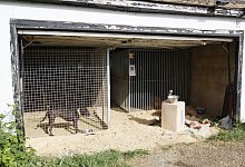 Hunde in Zwingern - ---/RSPCA/PA Media/dpa