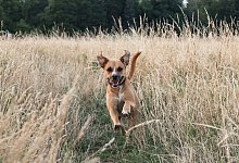 Ein Hund springt &uuml;ber die Wiese - Foto: Robert G&uuml;nther
