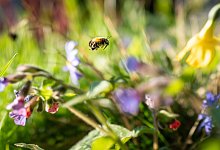 Bl&uuml;hende Wiese - Frank Rumpenhorst/dpa