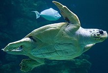 Meeresschildkr&ouml;te - Stefan Sauer/dpa