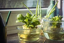 Gemüse auf der Fensterbank nachziehen - Christin Klose/dpa-tmn