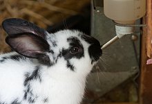 R&ouml;hrchen einer Nippeltr&auml;nke - Foto: Franziska Gabbert