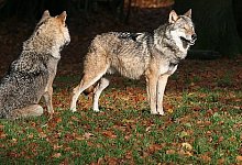 Gute Lebensbedingungen im Teutoburger Wald - OWL