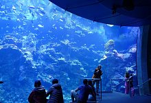 Steinhart Aquarium - Barbara Munker/dpa