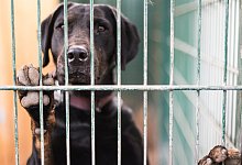 Hund hinter Gittern - Foto: Andreas Arnold/dpa/dpa-tmn