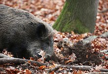 Wildschwein - Oliver Berg/dpa
