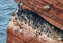 Vogelgrippe auf Helgoland - Sina Schuldt/dpa