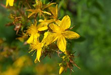 Johanniskraut - Foto: Andrea Warnecke/dpa-tmn/dpa