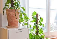 Sch&auml;dlingsbefall - Foto: Andrea Warnecke