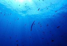 UN-Hochseeschutzabkommen - Annika Hammerschlag/AP/dpa